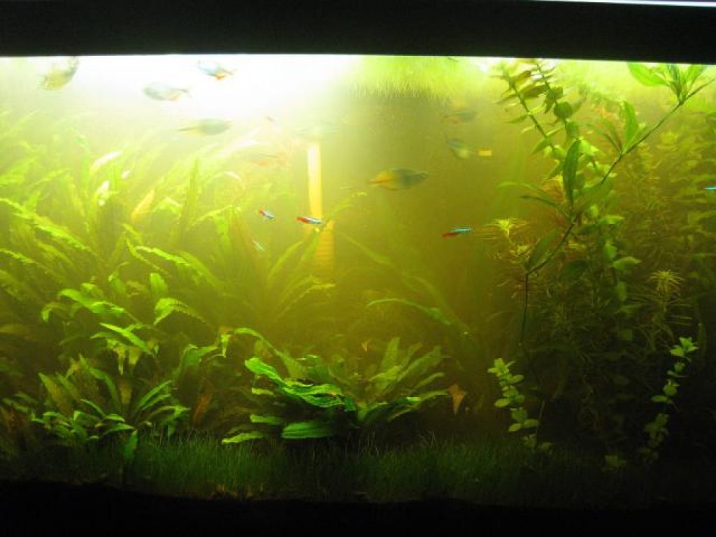 Почему на стенках аквариума. Мутная вода в аквариуме. Мутный аквариум. Зеленый аквариум. Рыбки для аквариума.