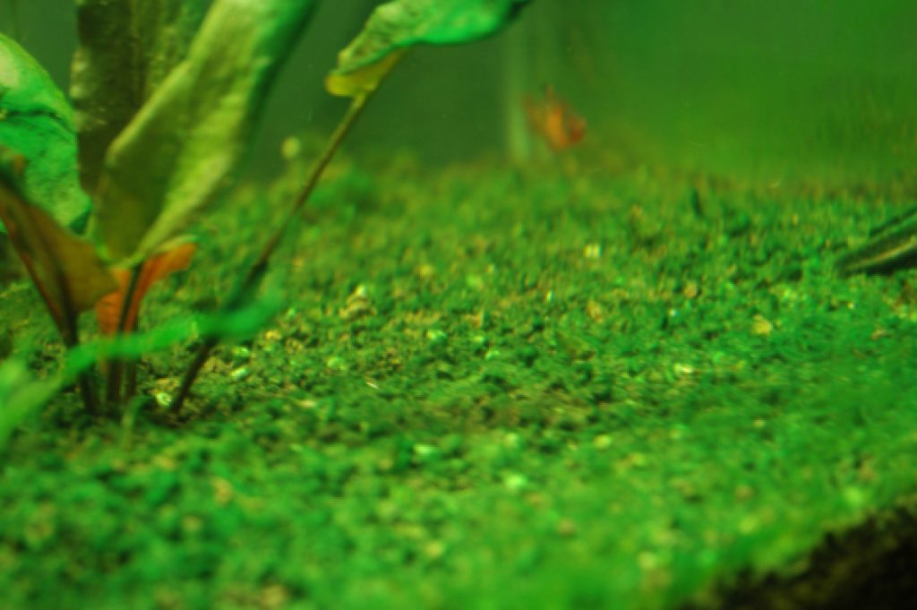 Позеленела вода в аквариуме. Анубиас Ксенококус. Водоросль Ксенококус. Синезелёные водоросли в аквариуме. Водоросли нитчатка.