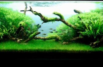 Holandski akvarijum